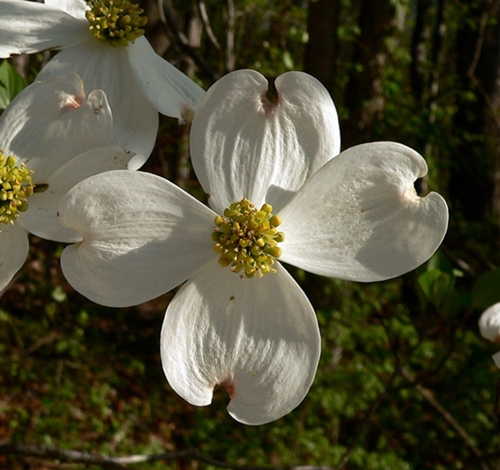 {Cornus florida}